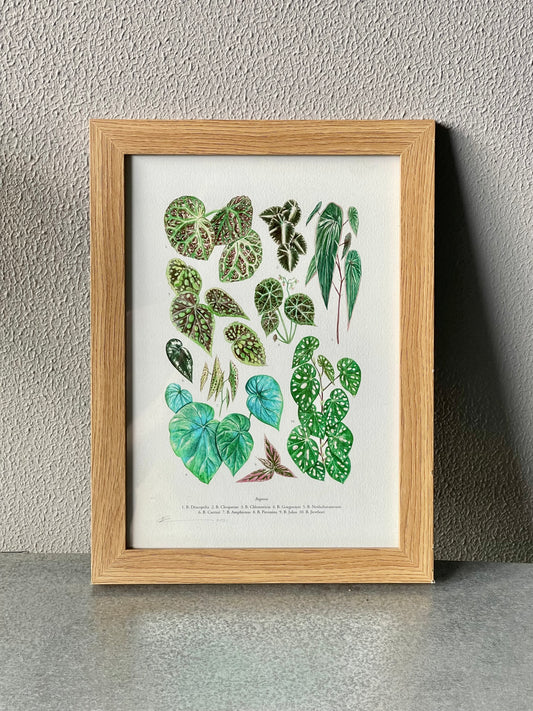 Brian Cheung - A4 art prints