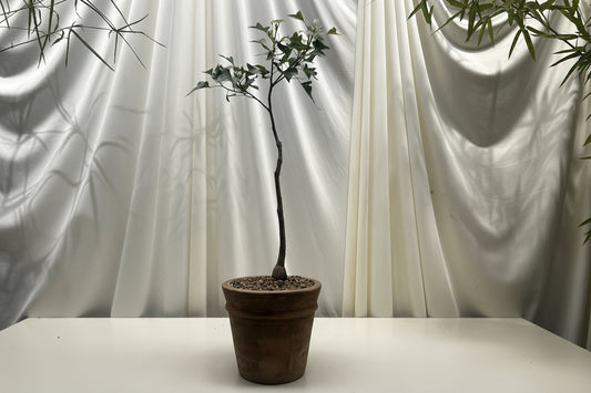 Curated Brachychiton Populneus (Queensland Bottle Tree)