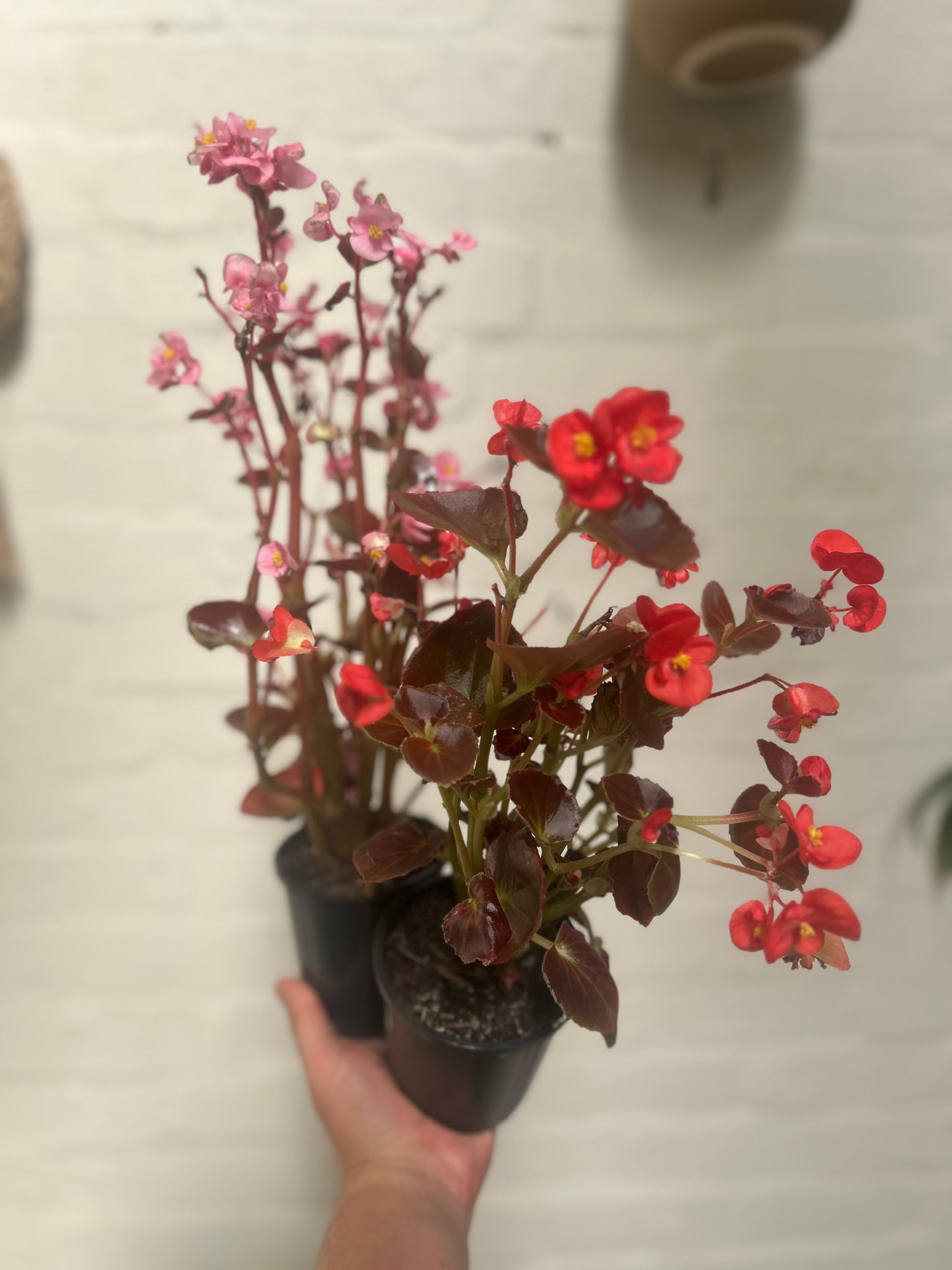 Wax Begonia ‘Begonia Semperflorens’