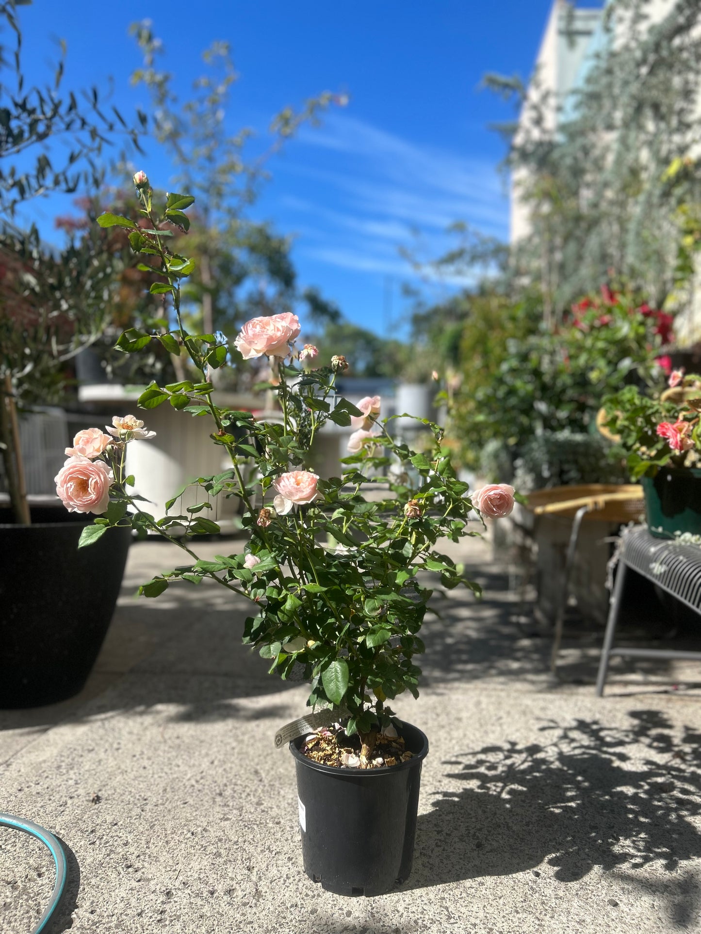 David Austin roses 20”