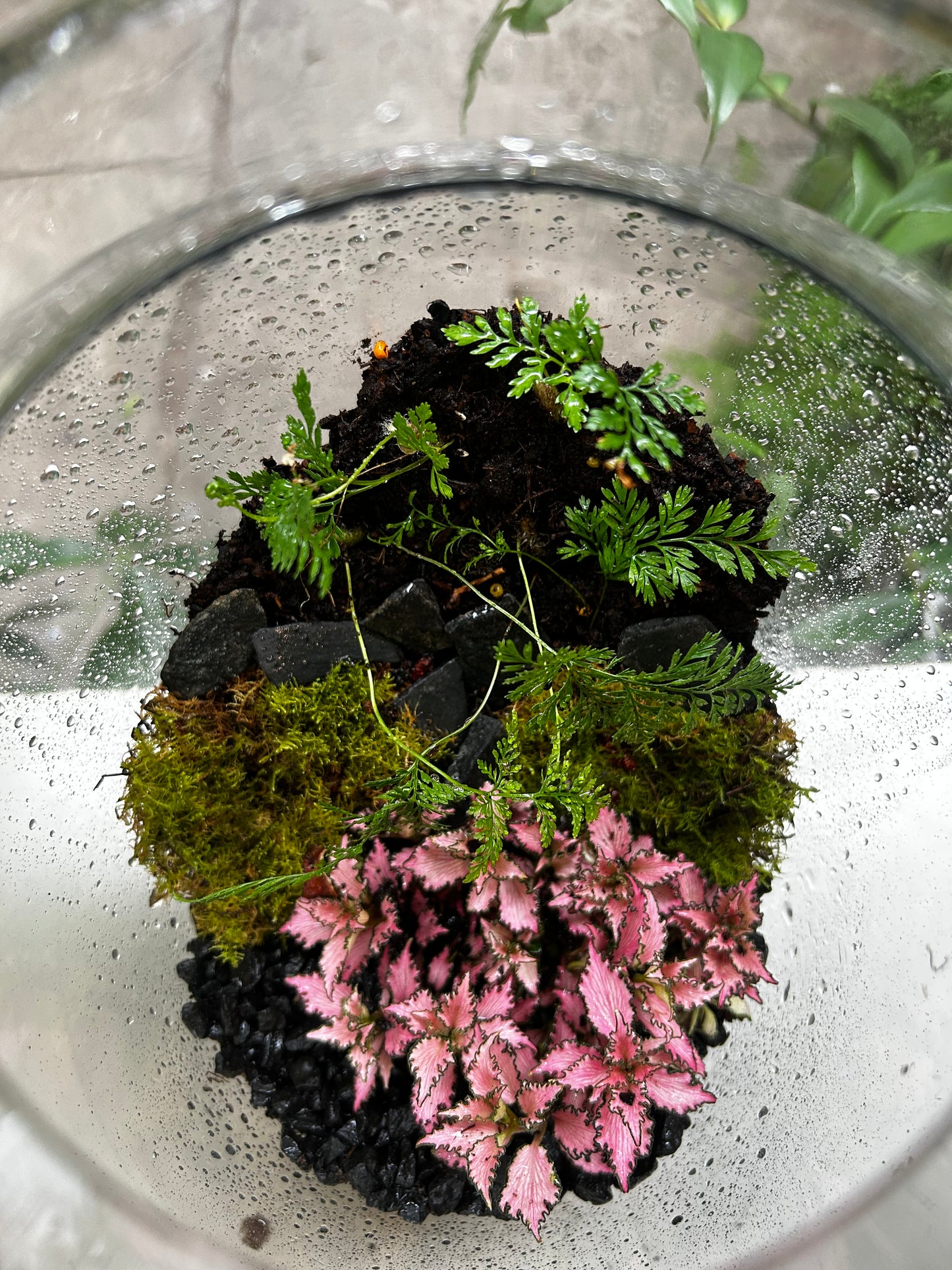 Large Handcrafted terrarium.