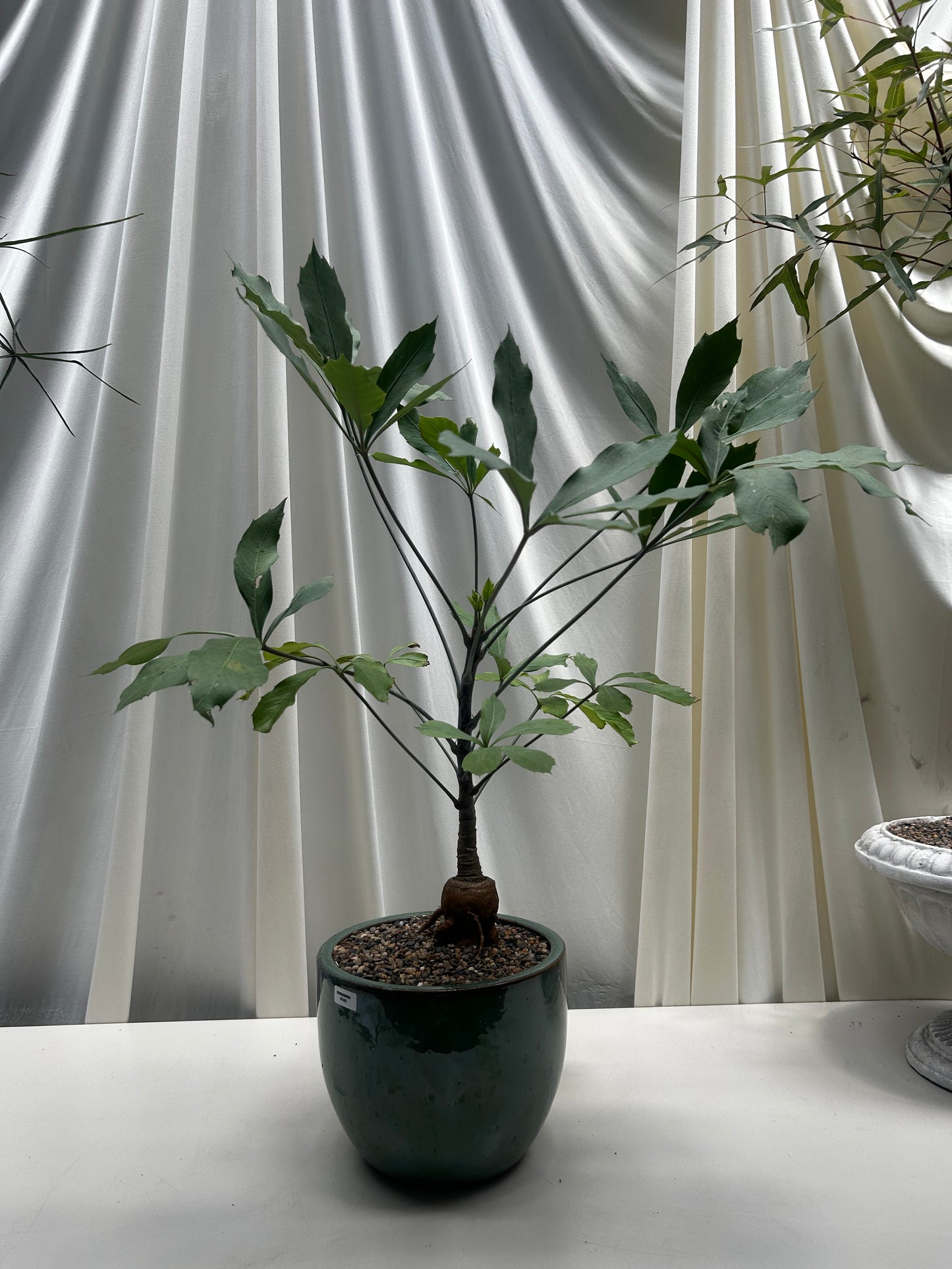 Curated Cussonia