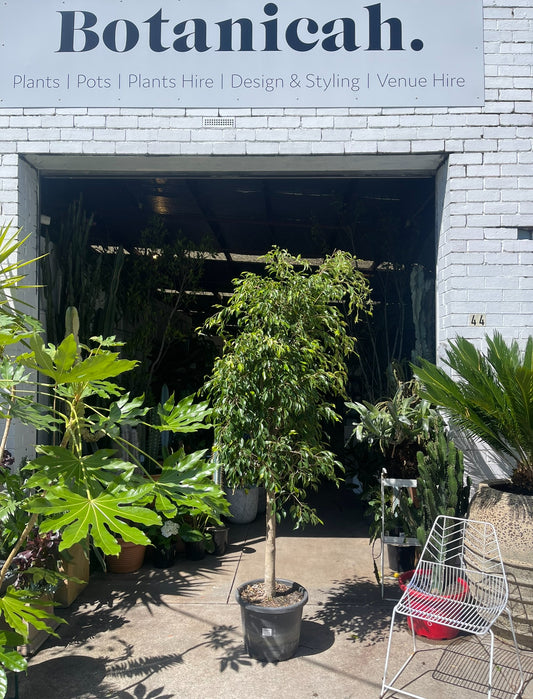 Weeping ficus