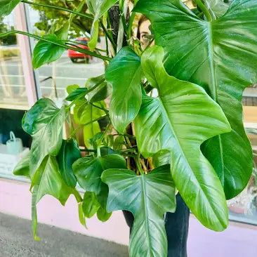 Philodendron "panduriforme" Totem