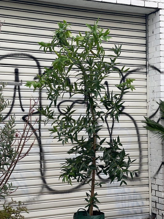 Kauri pine