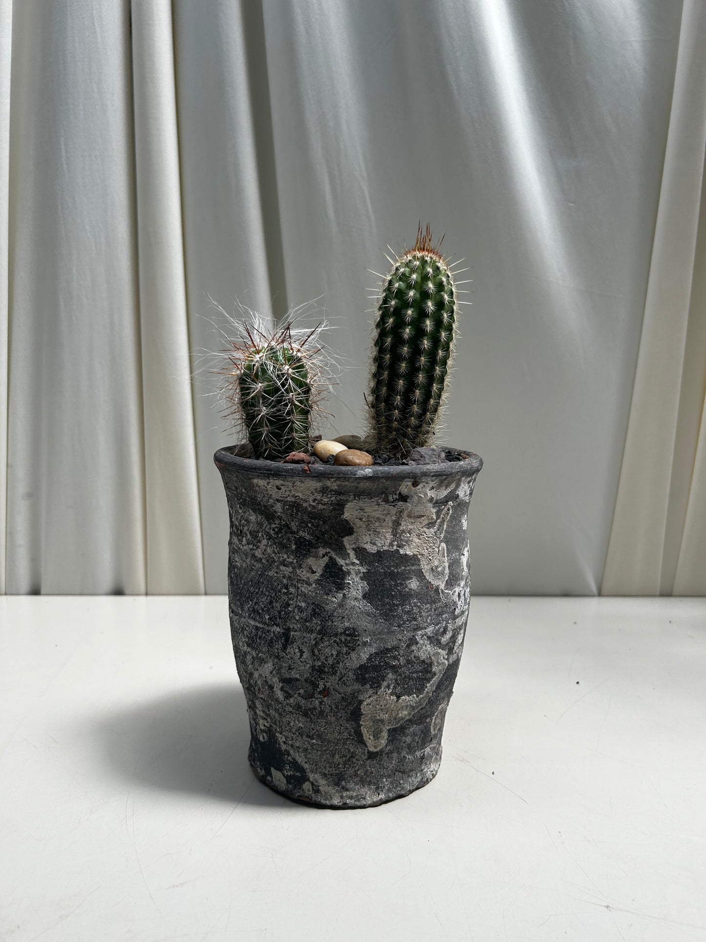 Curated Cactus pair