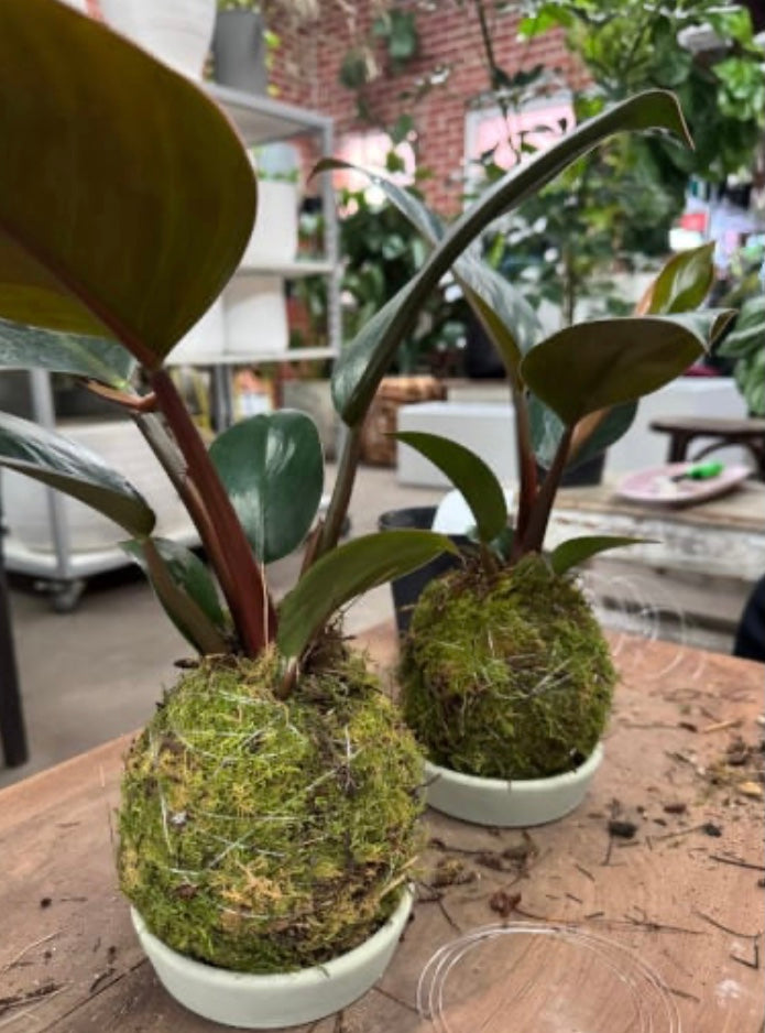 Kokedama Making Workshop with Live Moss; make indoor plants with a Japanese twist!