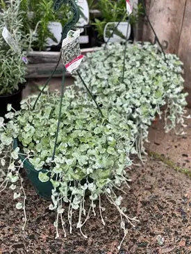 Dichondra "Silver Falls"