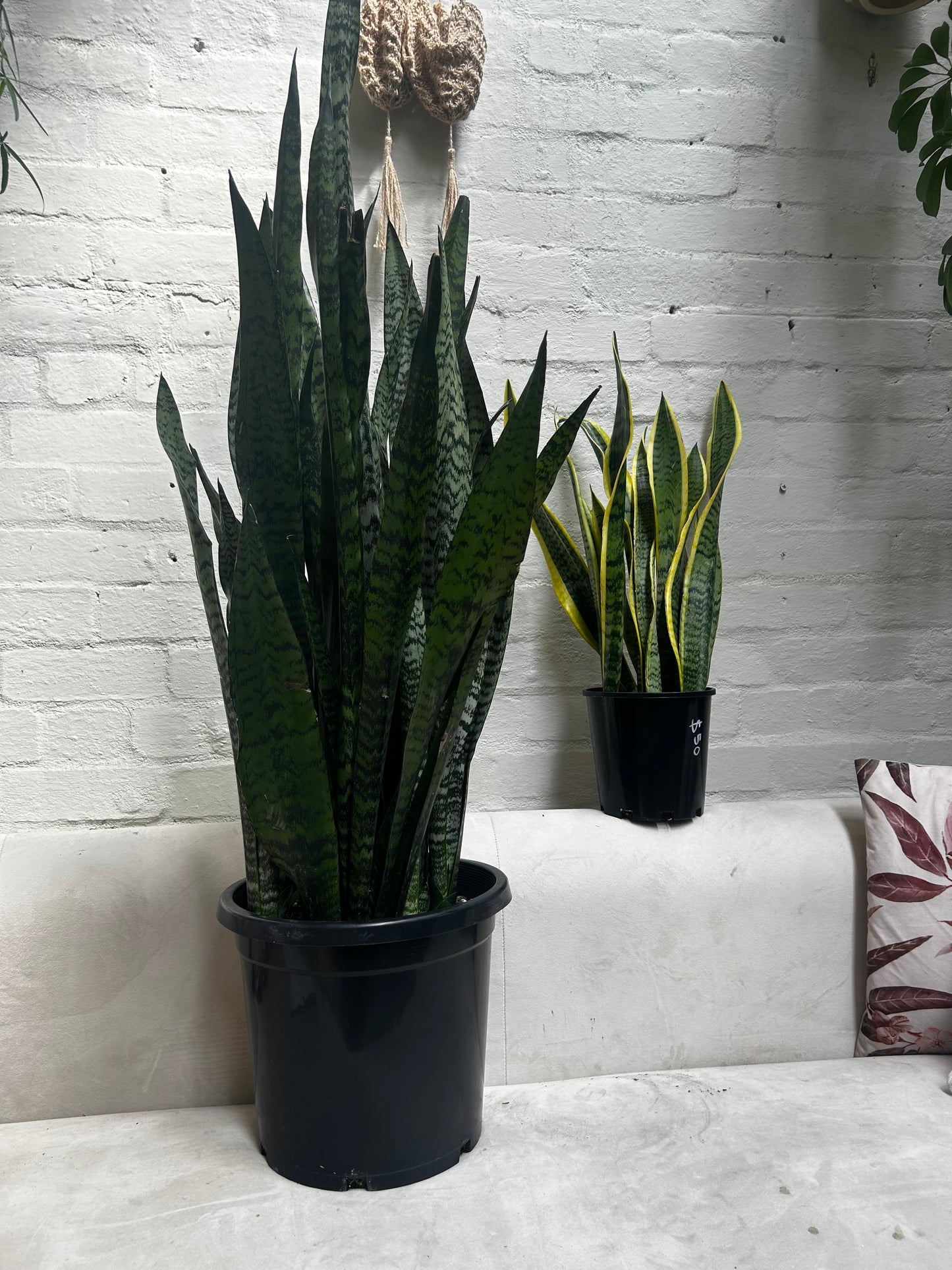 Snake Plant (Sansevieria)