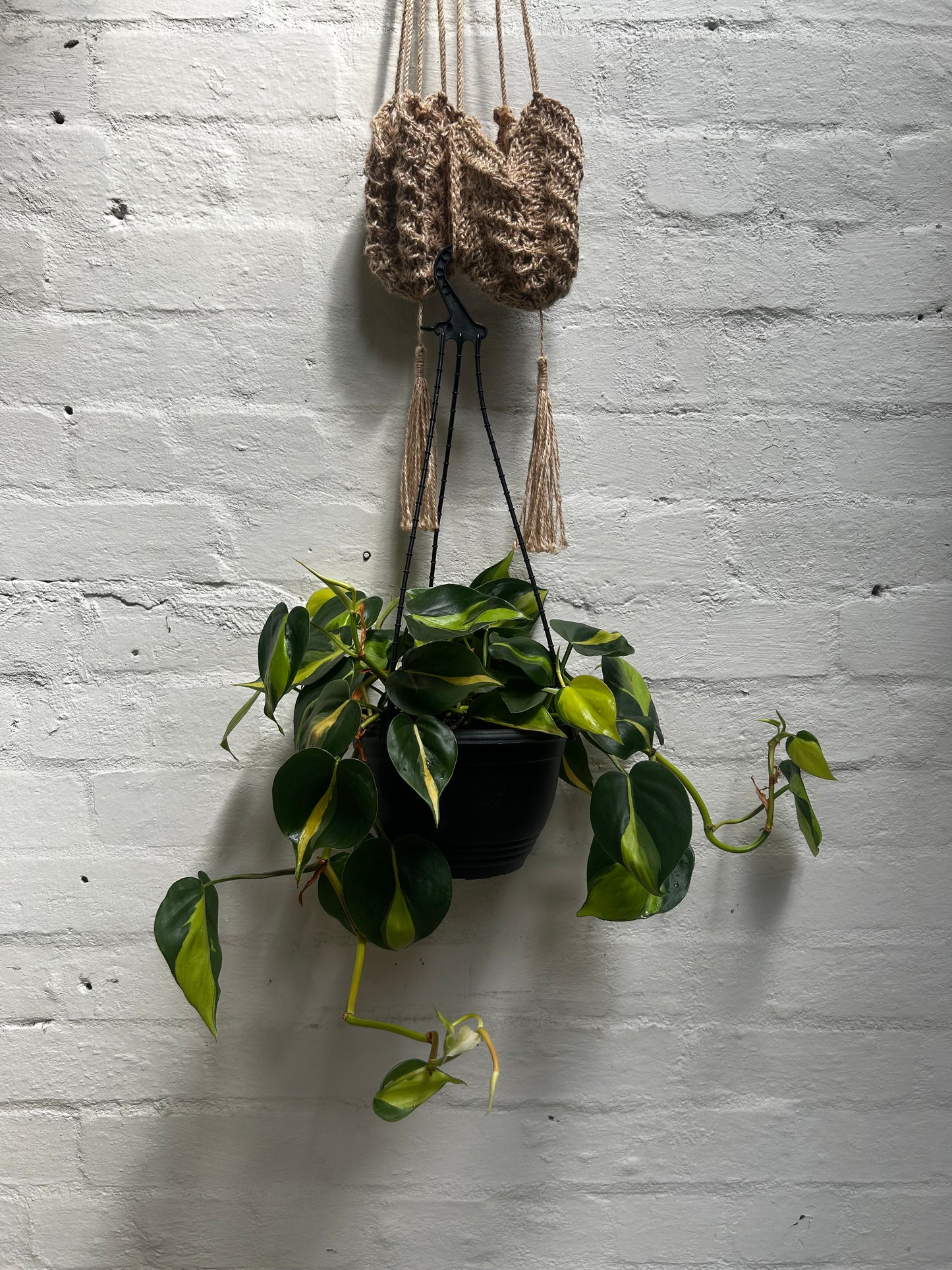 Golden Pothos (Epipremnum aureum)