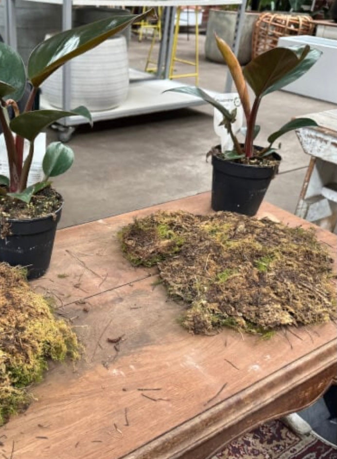 Kokedama Making Workshop with Live Moss; make indoor plants with a Japanese twist!