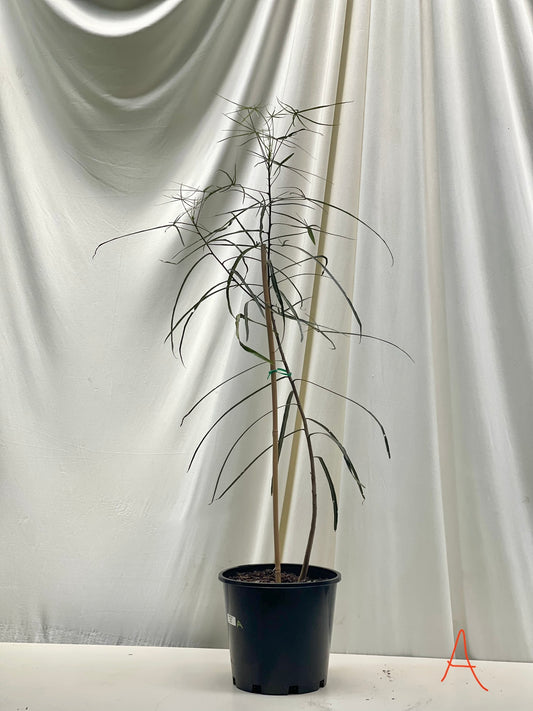 Brachychiton rupestris ( Queensland bottle tree ) 20cm stock