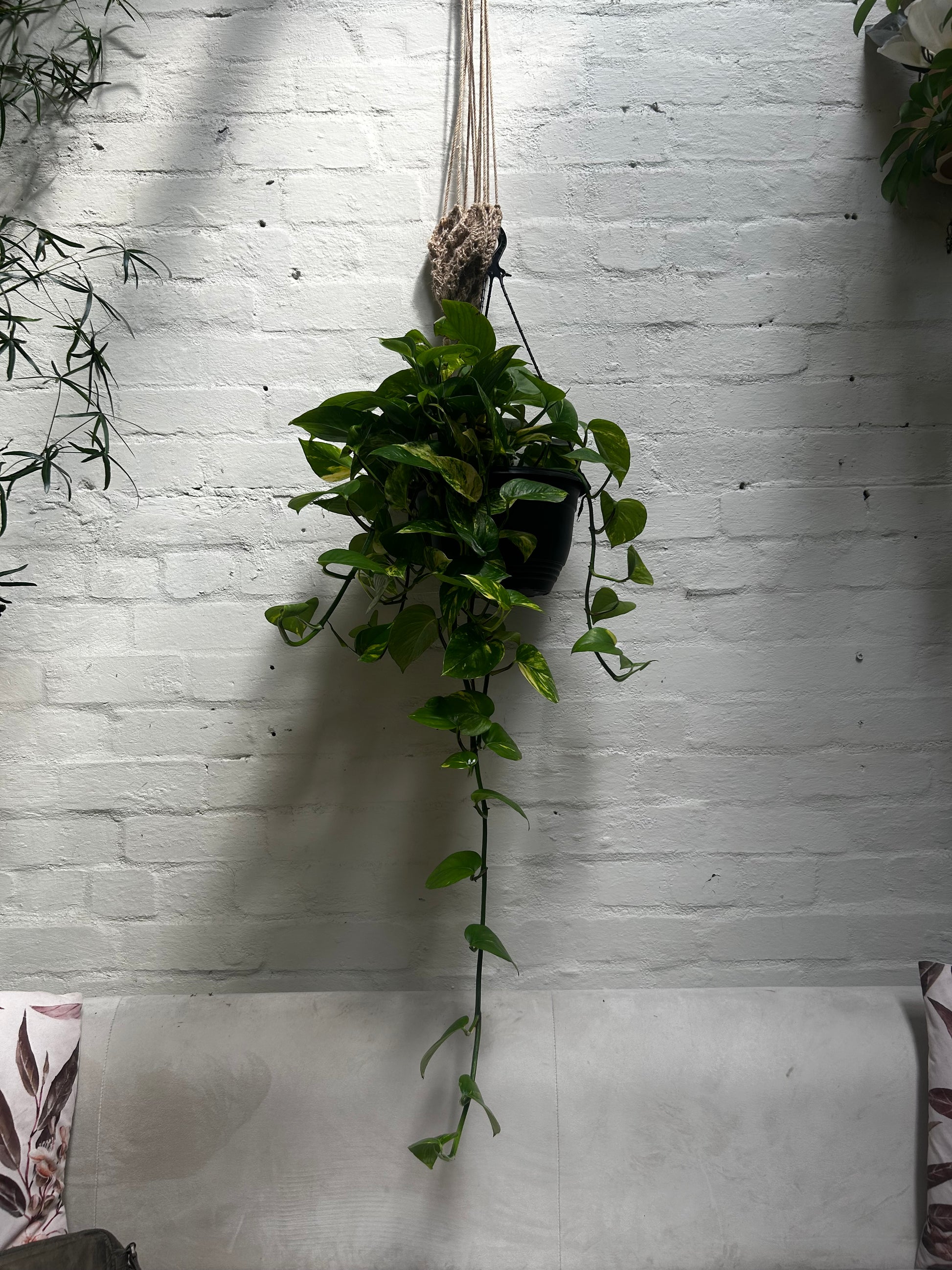 golden pothos hanging basket Golden Pothos (Epipremnum aureum) – BOTANICAH SANCTUARY