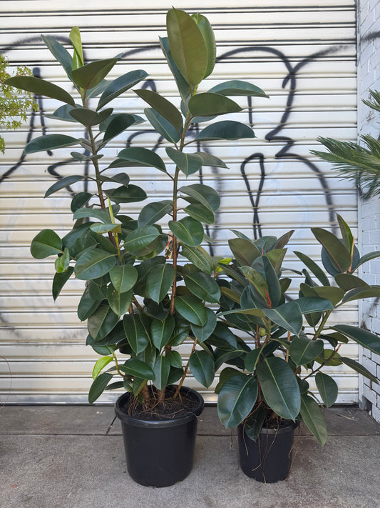 Ficus Robusta