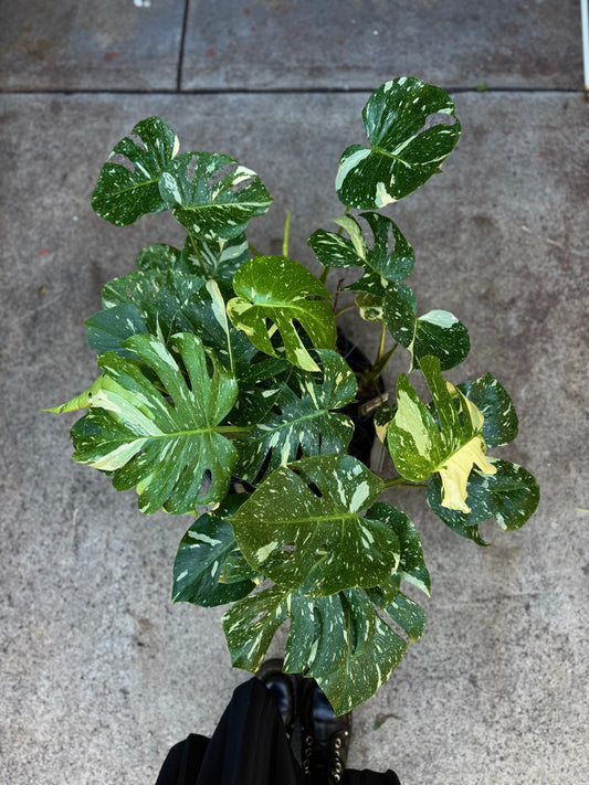 Monstera "Thai Constellation"