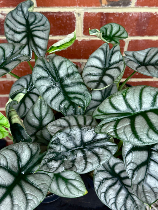 Alocasia "Silver Dragon"