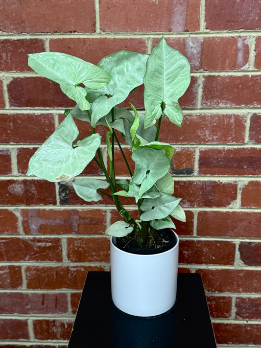 Syngonium Silver Holly