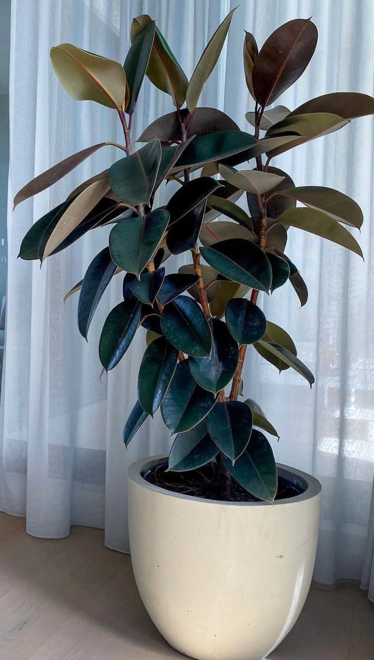 Rubber Plant (Ficus elastica "Burgandy")