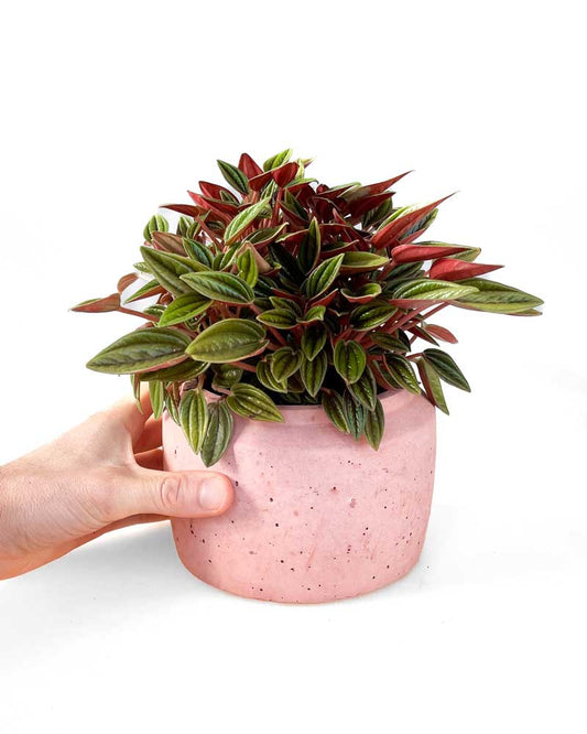 Peperomia Marmorata "Rosso"